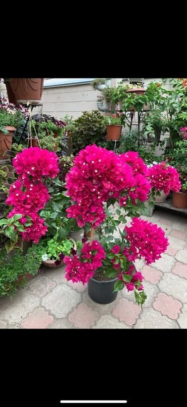 Бегонии: Бугенвиллия в горшке (разные окраски прицветников) - Вид — 6