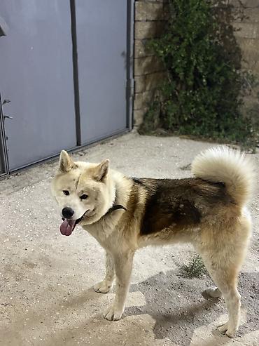 Akita-inu, 2 il, Erkək, Cütləşmə üçün, Ünvandan götürmə