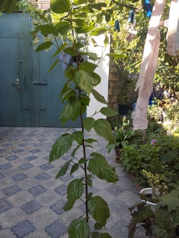 Кастрюли: Hibiskus (Kitayski roza) 25 AZN satilir. Yaşıl yarpaqları və budaqları
