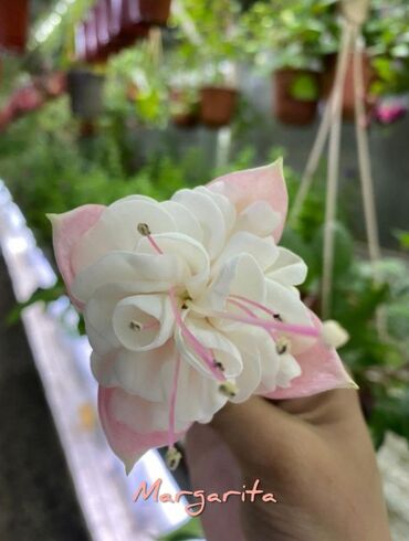 Другие комнатные растения: Продаю Детки!!! (укорененные черенки)сортовых,комнатных фуксий!Цена — 25