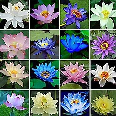 Semena i sadnice: 05. Seme Lotosa Cena:950din/5 semenki Za kućni Lotus potrebna vam je — 7