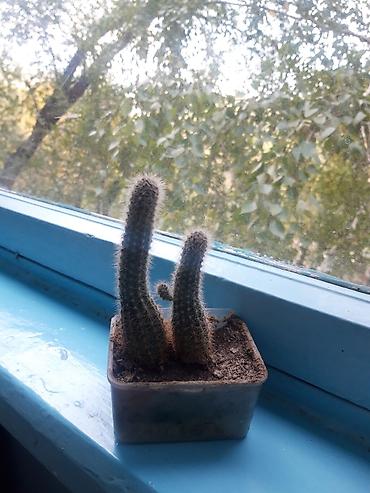 кактус эхинопсис: Коллекция домашних кактусов (разные виды Echinopsis/Trichocereus и — 4