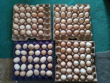 Yumurta: Kənd yumurtasi satilir. Unvan Novxani.Əsil təbi dərmansiz kənd — 6