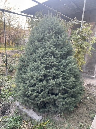 декоративный голубой ель: Ель голубая (Picea pungens), сформированная густым конусом