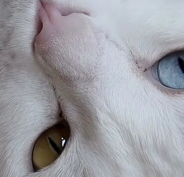 шотландская вислоухая короткошерстная кошка: Белый котенок с редкой гетерохромией глаз - Порода/тип: домашняя