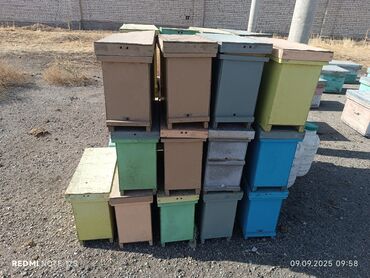 оборудование для кур несушек цена: Продаю пчело семьи с ульями система дадан нуклеис переноска для пчел