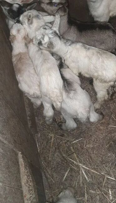 Keçi, çəpiş: Salam ZANEN KECİLƏRİMİZ SATİŞDA İCLƏRİNDƏ ALPENDE VAR ONLARIN QİYMƏTİ — 4