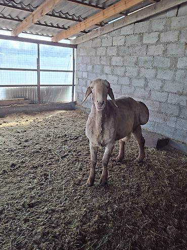 Баран, овца: Продаю | Баран (самец) | Арашан | Для разведения — 14