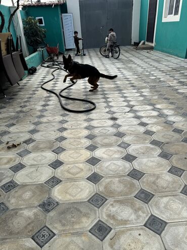 İtlər: Alman çoban iti, 1 il, Dişi, Peyvəndli — 7