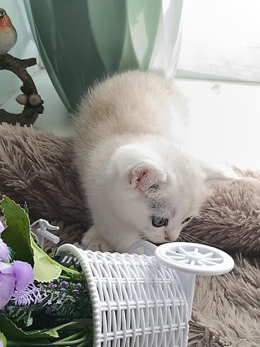 Продажа кошек: Скотиш Страйт (Шотландская прямоухая), 1 месяц, Девочка, Серебристая шиншилла, Приучена к лотку, Проглистована — 6