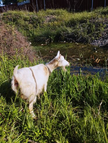 дойных коза: Продаю | Коза (самка) | Зааненская | Для молока | Племенные
