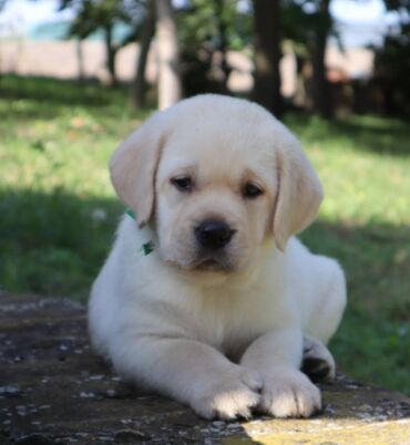 Psi: Predstavljamo vam naše novo žuto leglo! M: BLUE MOON ASTORELA ( — 7