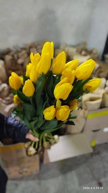 Букеты из живых цветов: Продаем тюльпаны отличного качества, высота и бутон крупный, высокие — 14