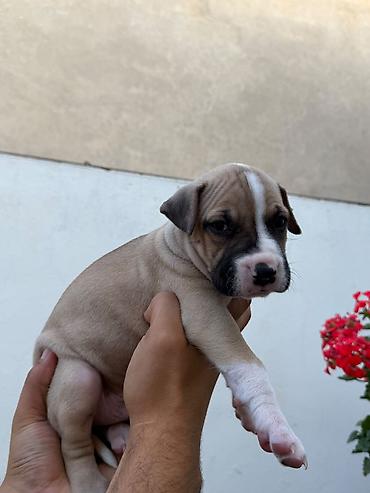 malamut satılır: Pitbul, 1 ay, Peyvəndli — 3