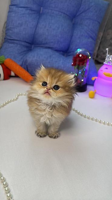 Heyvanlar: Britaniya uzun tüklü (British Longhair) balaca pişiklər - Cinsi: uzun — 3