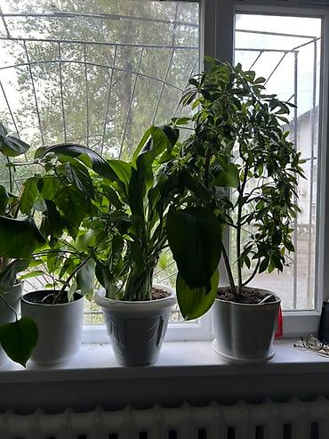 Монстеры: Монстера делициоза (Monstera deliciosa) – крупное — 50