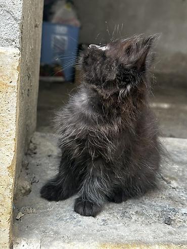 девон рекс кошка: Беспородная, 1 месяц, Девочка, Черный, С прививками — 2