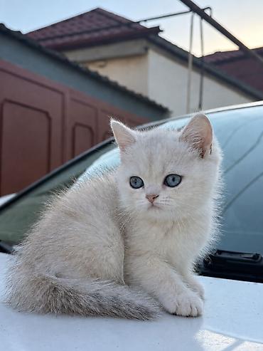 Şinşilla, Erkək, Yaxşı əllərə, Ünvandan götürmə lalafo.az -da Şinşilla, Erkək, Yaxşı əllərə, Ünvandan götürmə
