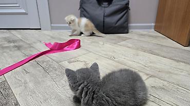 Продажа кошек: Скотиш Фолд (Шотландская вислоухая), 1 месяц, Девочка, Голубой, Приучена к лотку — 14