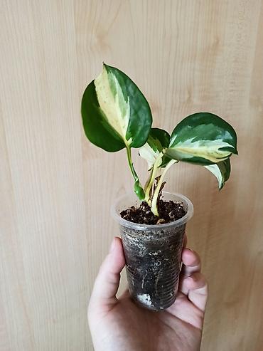 детки: Эпипремнум N'Joy. Детка. 250. Эпипремнум Marble apple. Детка. 250 — 2