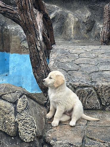 it satisi gence: Retriever — 4
