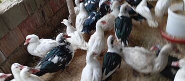 Ördəklər: Təcili satılır.Real alıcılar əlaqə saxlaya bilər — 8