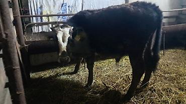 Inəklər, öküzlər: Erkək, Simental, il: 4, 550 kq — 6