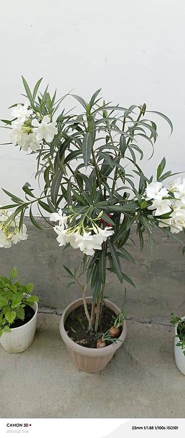 Другие садовые цветы и кустарники: ОЛЕАНДР 
ОЛЕАНДРЫ

Олеандр деревья 

саженцы 3х голичные

детки — 17