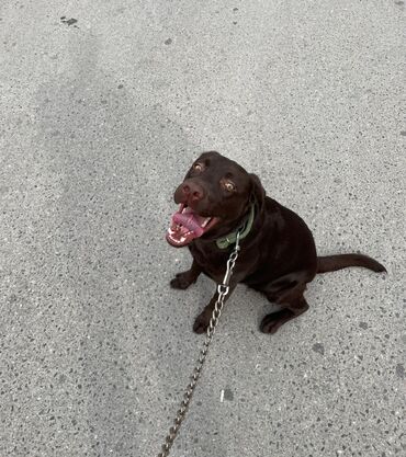 İtlər: Labrador-retriver, 1 il, Dişi, Peyvəndli, Ünvandan götürmə