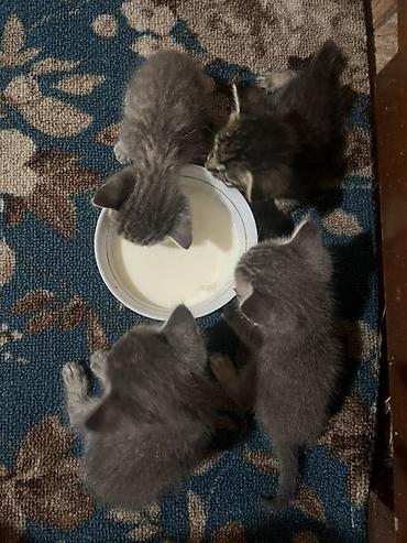 Котята серого и тигрового окраса - Возраст: примерно 2 месяца -