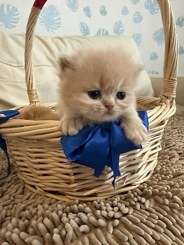 Pişiklər: Fars — 2