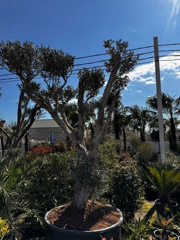 Ağaclar: Finkler satilir — 2