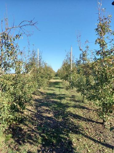 Prodaja zemljišta: Poljoprivredno zemljište — 15