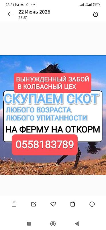 кепер арык: Колбаса цехи | Бордоп семиртүү үчүн — 1