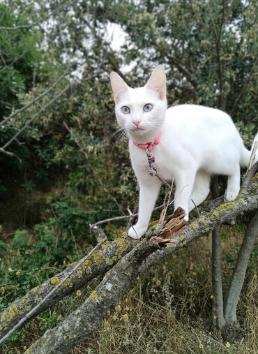 Pişiklər: Erkək, Dişi, Yaxşı əllərə, Ödənişli çatdırılma — 1