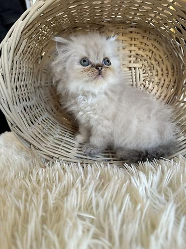 Pişiklər: Fars — 6