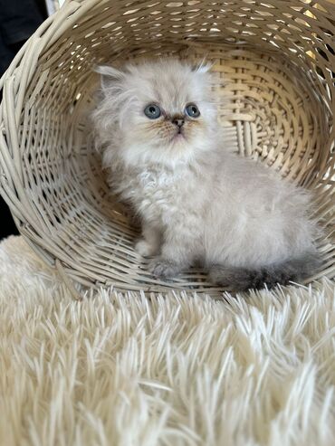 Pişiklər: Şotland yastı qulaq, Erkək, Dişi, Yaxşı əllərə, Ünvandan götürmə, Pulsuz çatdırılma, Ödənişli çatdırılma — 20