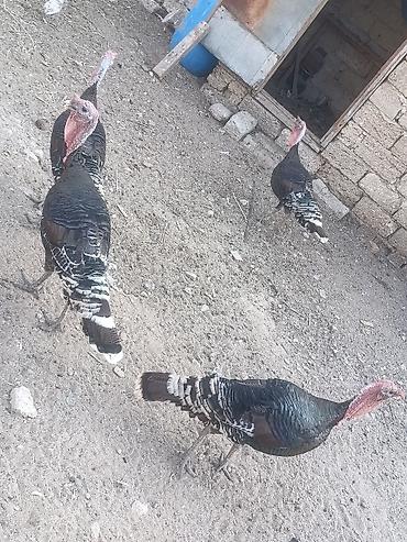 Hinduşka: Salam tam sağalm heyvalınları Di Bronza Cinsi peyvəndəlir vurulub 2 — 3