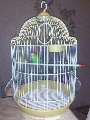 вислоухий шотландец котенок: Erkək məhəbbət (valnisti) quşu.12,14 Aylıq olar.Ünvan:Bakı