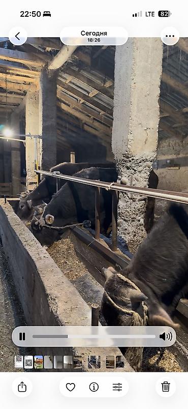 Коровы, быки: Продаю | Бык (самец) | Для разведения — 8