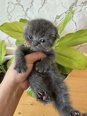 Pişiklər: Şotland yastı qulaq — 5