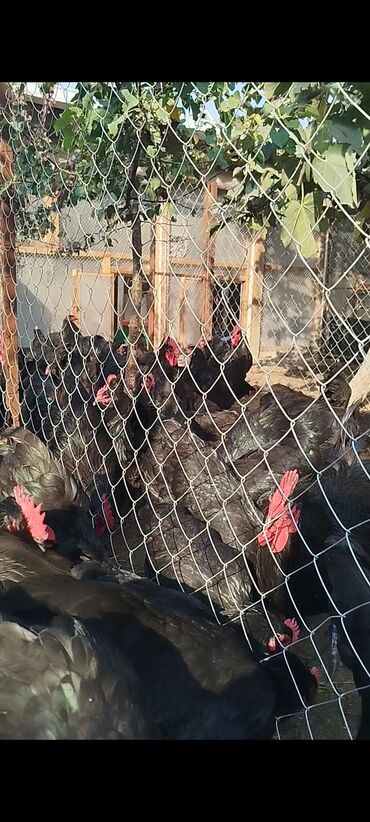 Digər quşlar: Alman cinsi australorp cücə və yumurta sifarişi qəbul olunur. bütün — 14