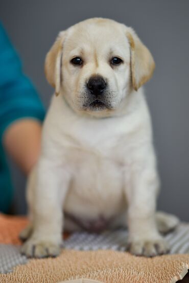 все породы собак с фотографиями: Доступны для продажи щенки породы лабрадор ретривер из питомника