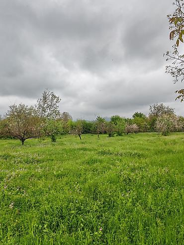 mingecevirde tecili satilan evler: 22 sot, Biznes üçün, Mülkiyyətçi, Kupça (Çıxarış) — 8