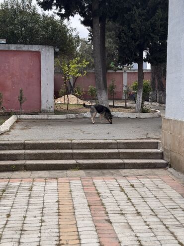 erkek it adlari azeri: Alman çoban iti, 7 ay, Erkek, Peyvəndli, Ünvandan götürmə