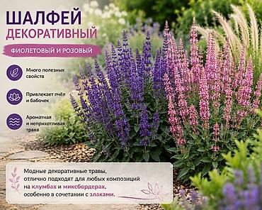 колоска: Декоративные злаки для сада и ландшафтного дизайна Садовые злаки — — 10