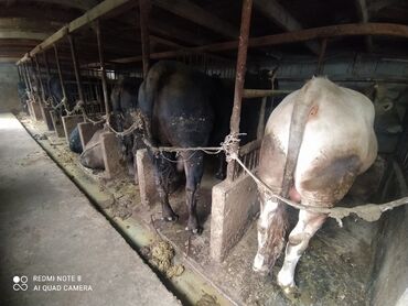 Коровы, быки: Чылк Семиз букалар сатылат адрес Бишкек новопакровка 17 баш оптомго