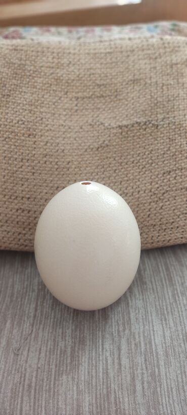 страусиное яйцо цена: Пустые страусинные яицо