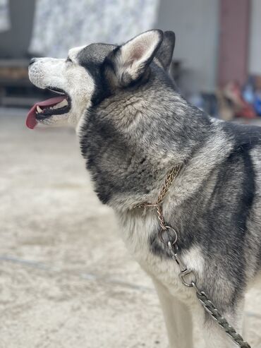 afcarka iti: Xaski, 5 ay, Erkek, Peyvəndli, Ünvandan götürmə