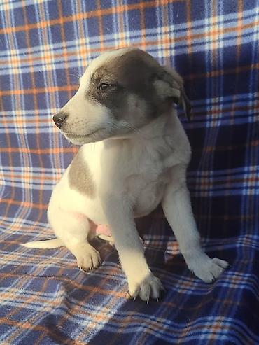 Продажа собак: Ищем дом щенкам. Дважды привиты,имеют ветеринарные паспорта. Есть — 4